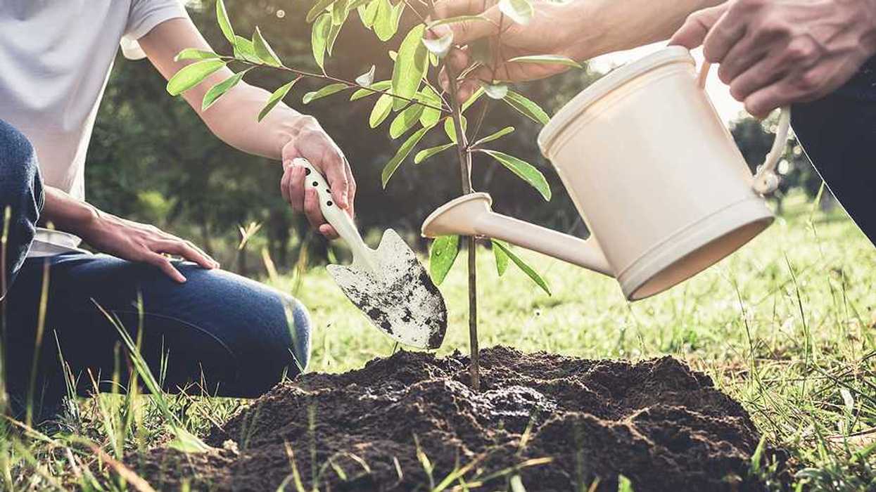 Two people planting a tree