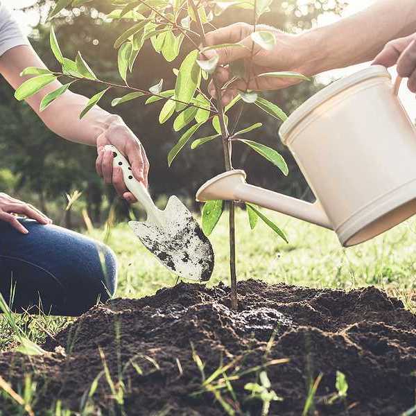 Two people planting a tree