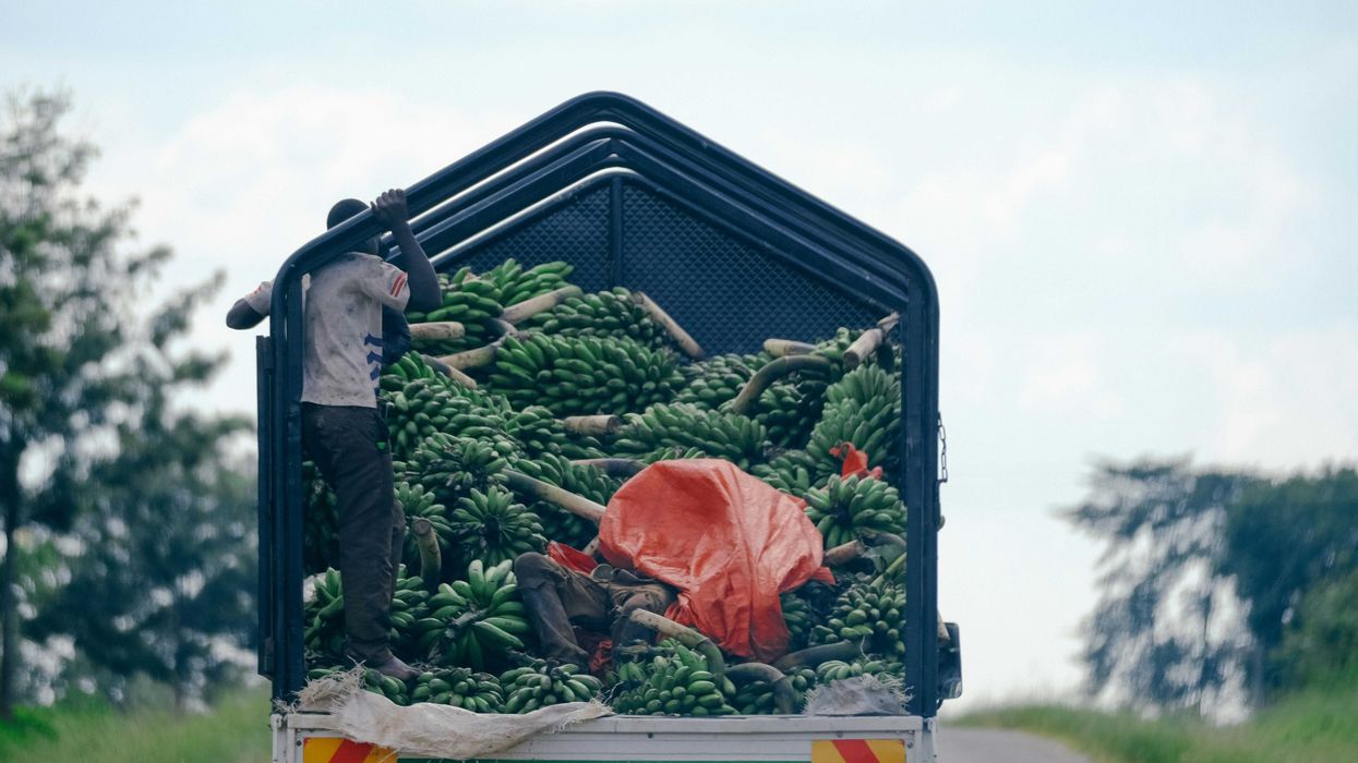 two person riding a truck with green bananas.