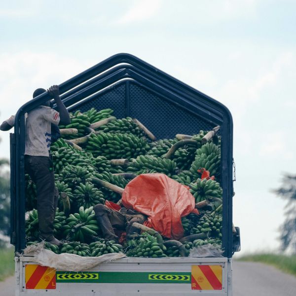 two person riding a truck with green bananas.