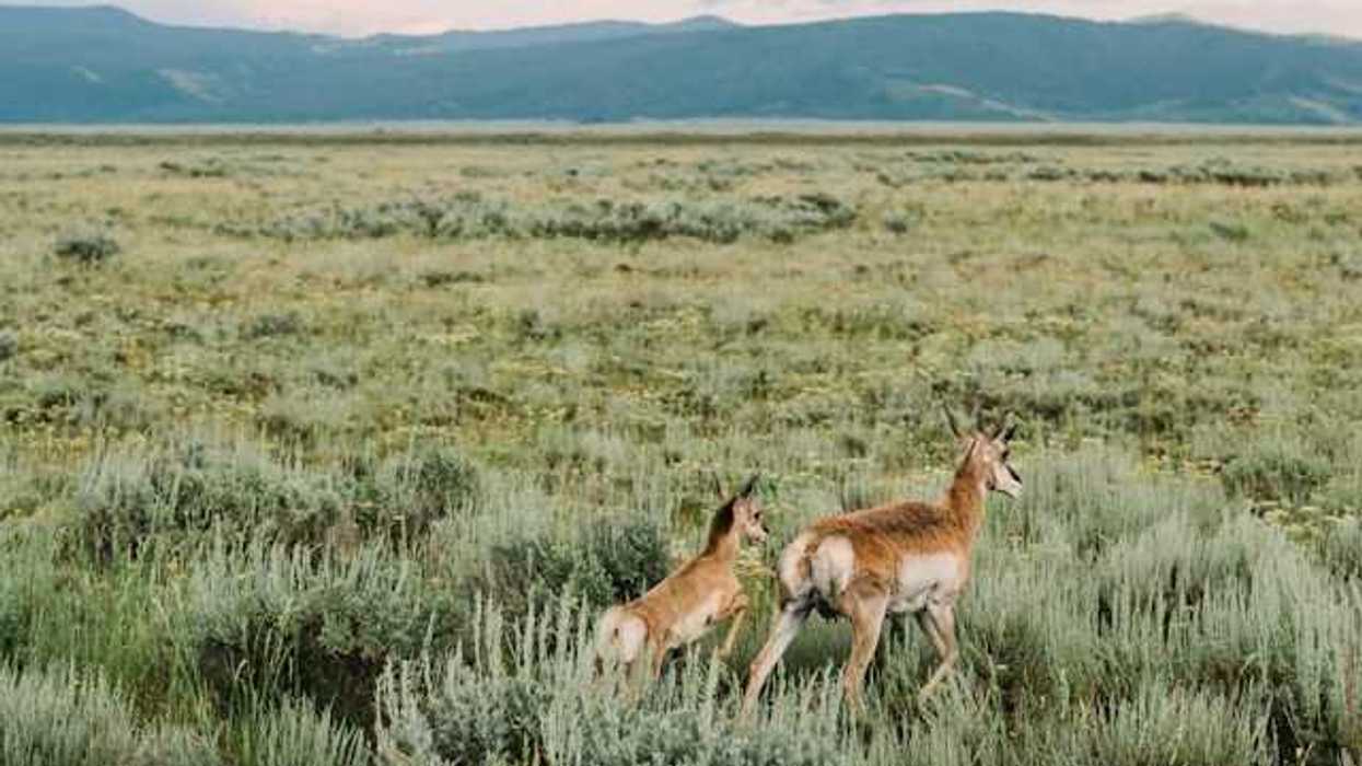 Two pronghorn deer running through a dry environment