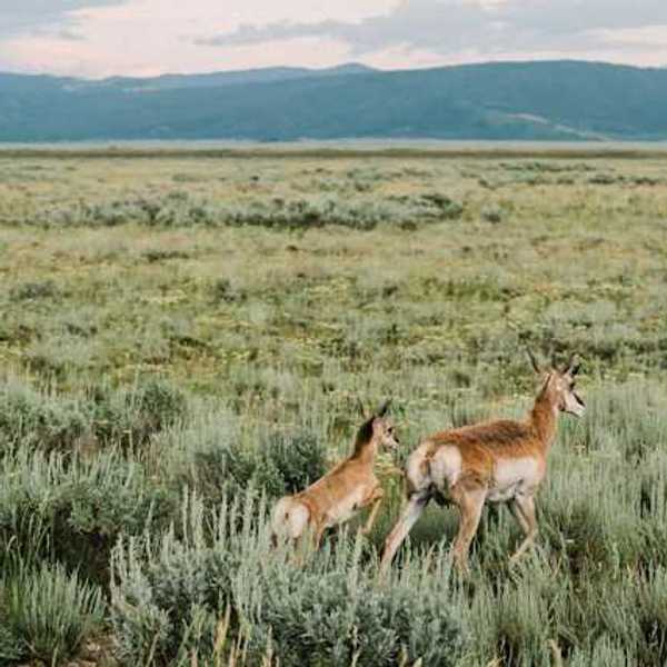 Two pronghorn deer running through a dry environment
