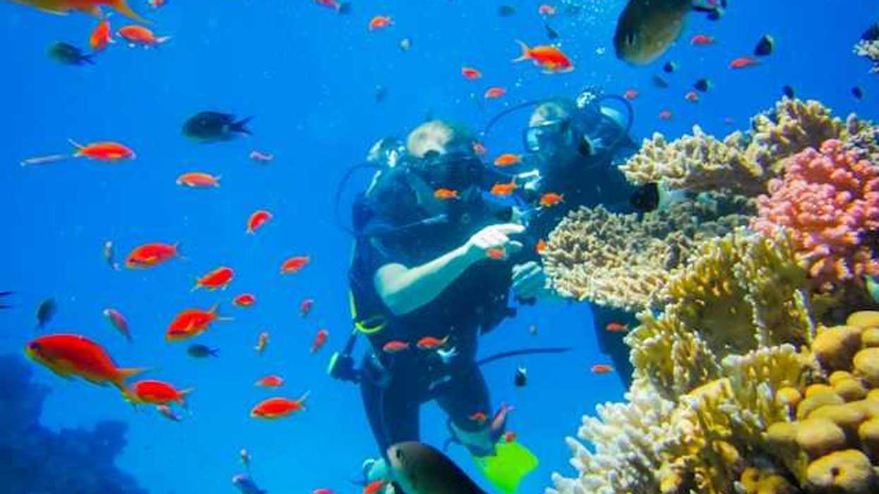 Two scuba divers looking at coral growth while surrounded by colorful fish