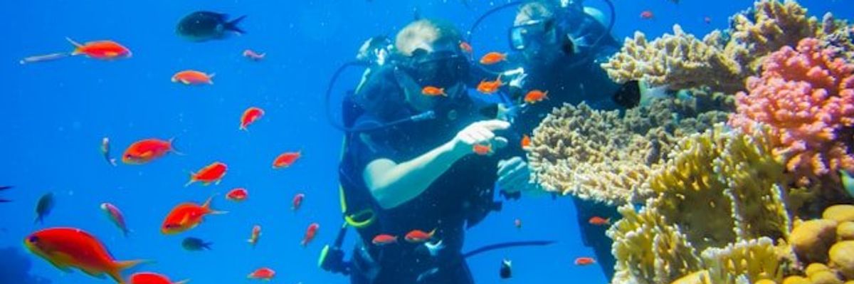Two scuba divers looking at multicolored coral surrounded by bright orange fish.