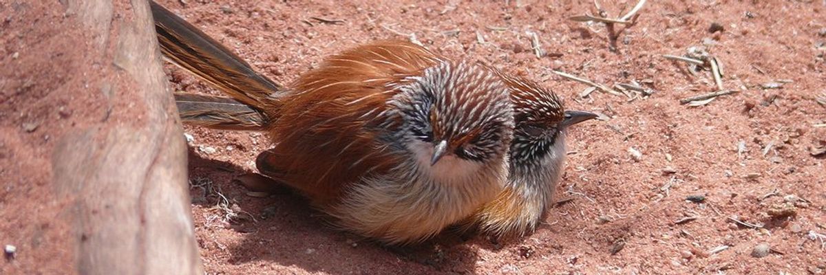 Two small grasswren birds huddled on red dirt on a sunny day.