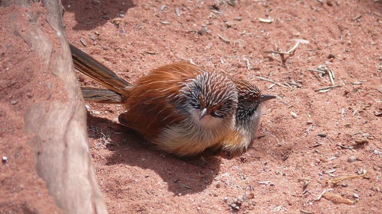 Two small grasswren birds huddled on red dirt on a sunny day.