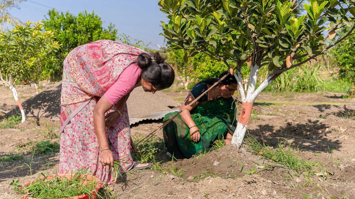 Two women in saris tending to a tree in an orchard.