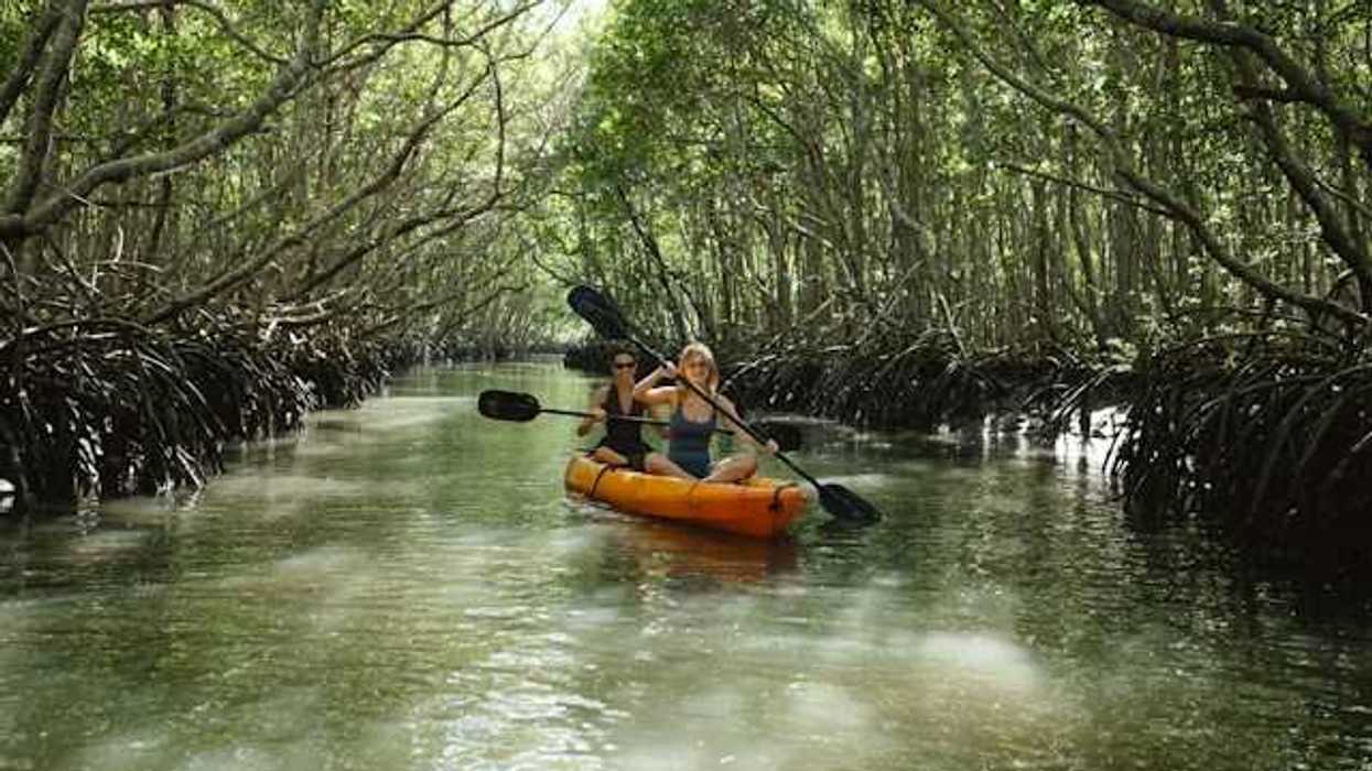 Two women kayaking through a mangrove forest