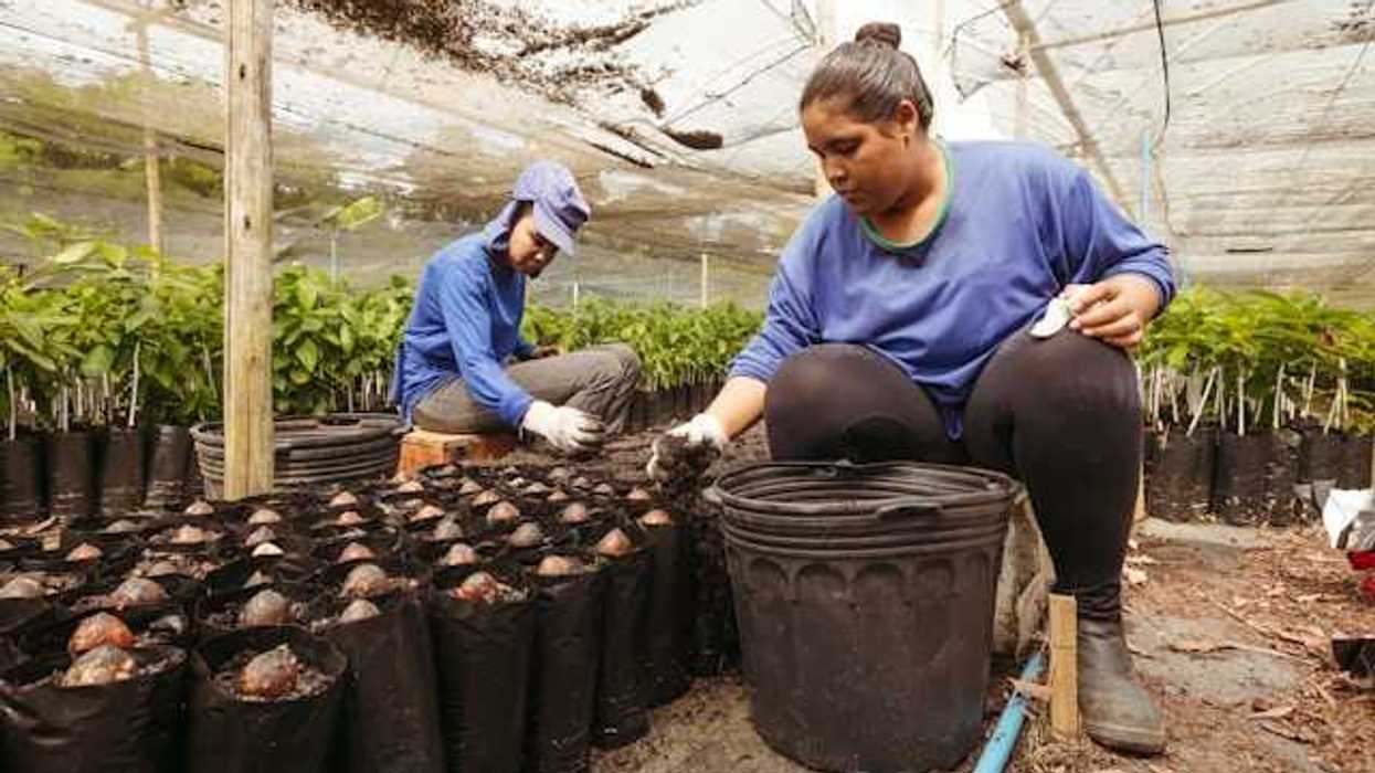 Two women planting cacao seeds in bags under a greenhouse roof
