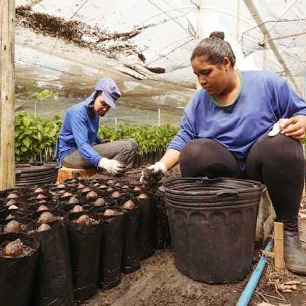 Two women planting cacao seeds in bags under a greenhouse roof