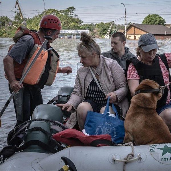 ukraine's regenerating wildflowers