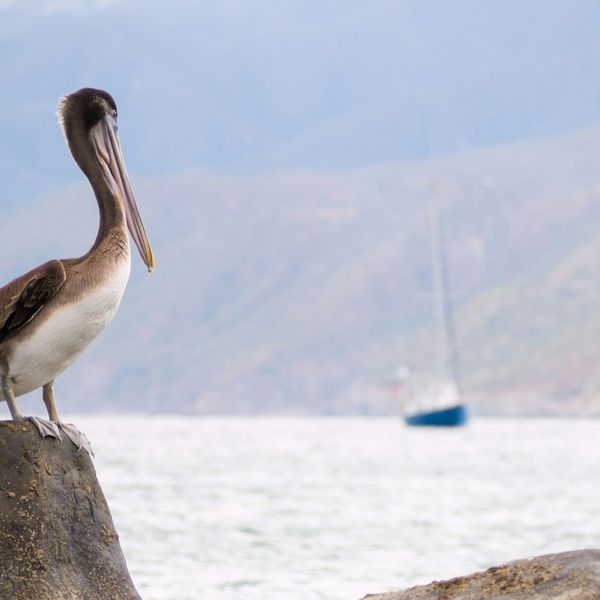 photo of El boom del GNL en México se enfrenta a Trump y a preocupaciones ambientales image