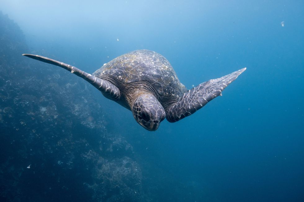 Una tortuga marina bajo el agua.