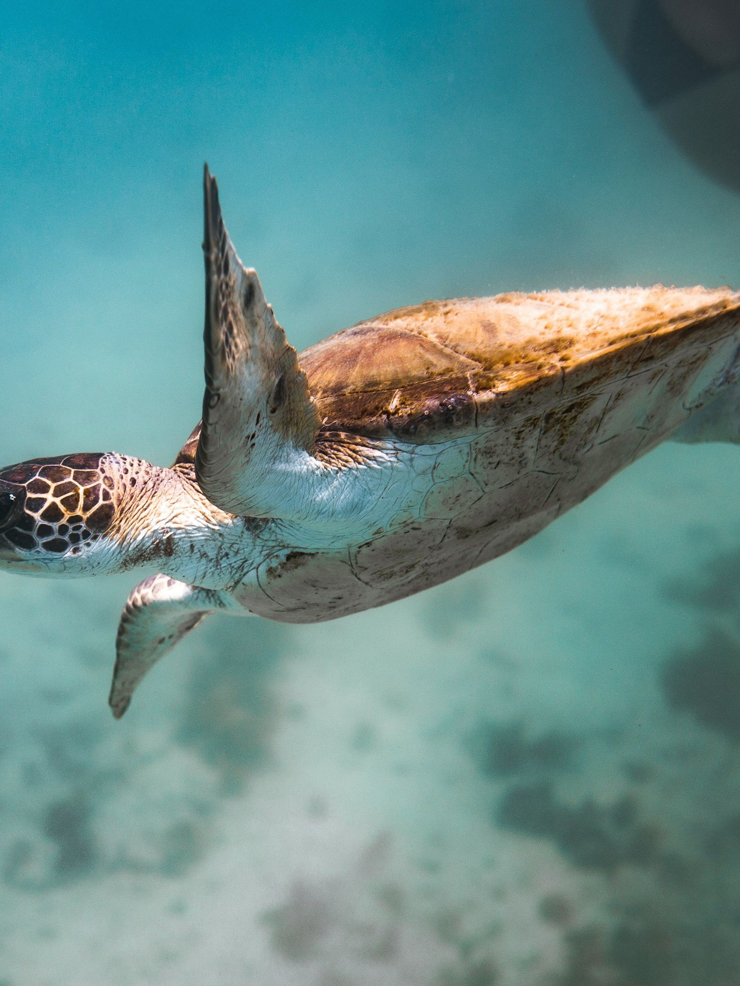 photo of Carlos Pedrós-Alió, ecólogo microbiano: