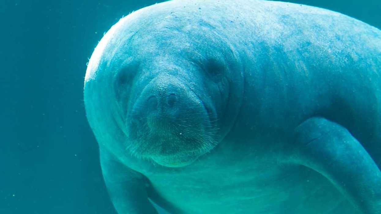 Underwater closeup shot of a manatee