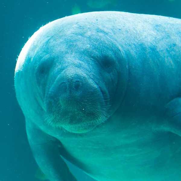 Underwater closeup shot of a manatee