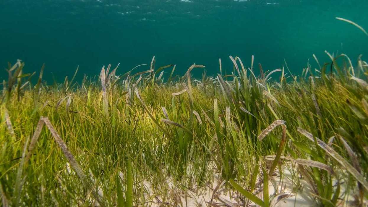 Underwater seagrass meadow