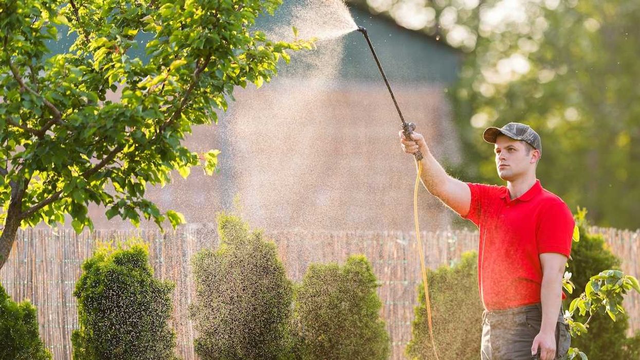 Unmasked man spraying fruit trees