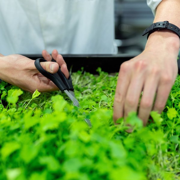 up vertical farms climate food