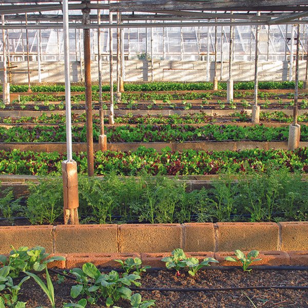 urban farming food security