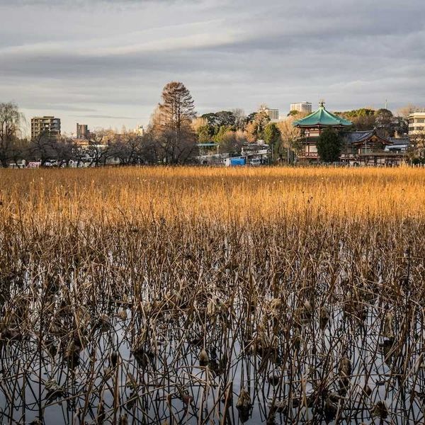 Urban water garden and stormwater resilience and management