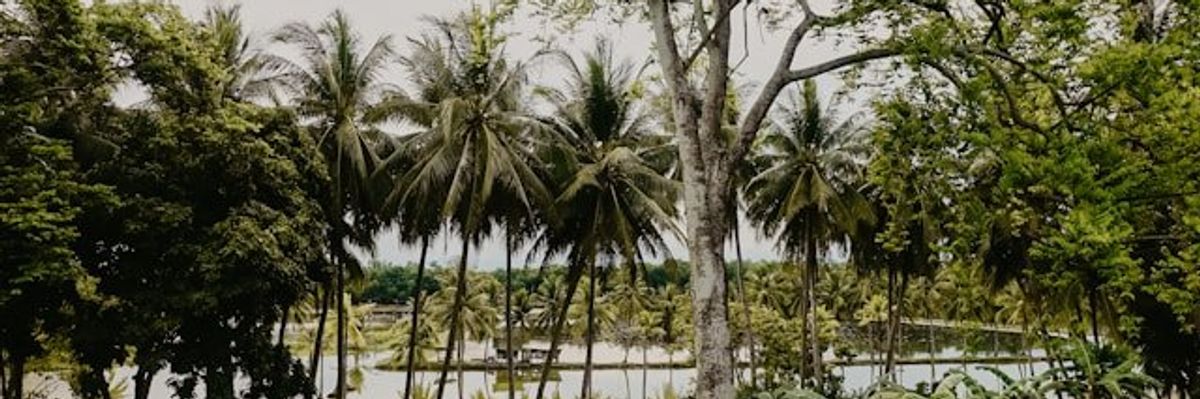 View of a delta river with palm trees in the foreground.