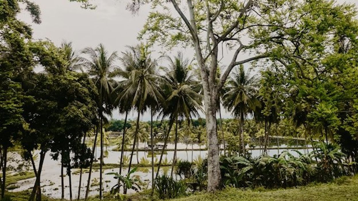 View of a delta river with palm trees in the foreground.