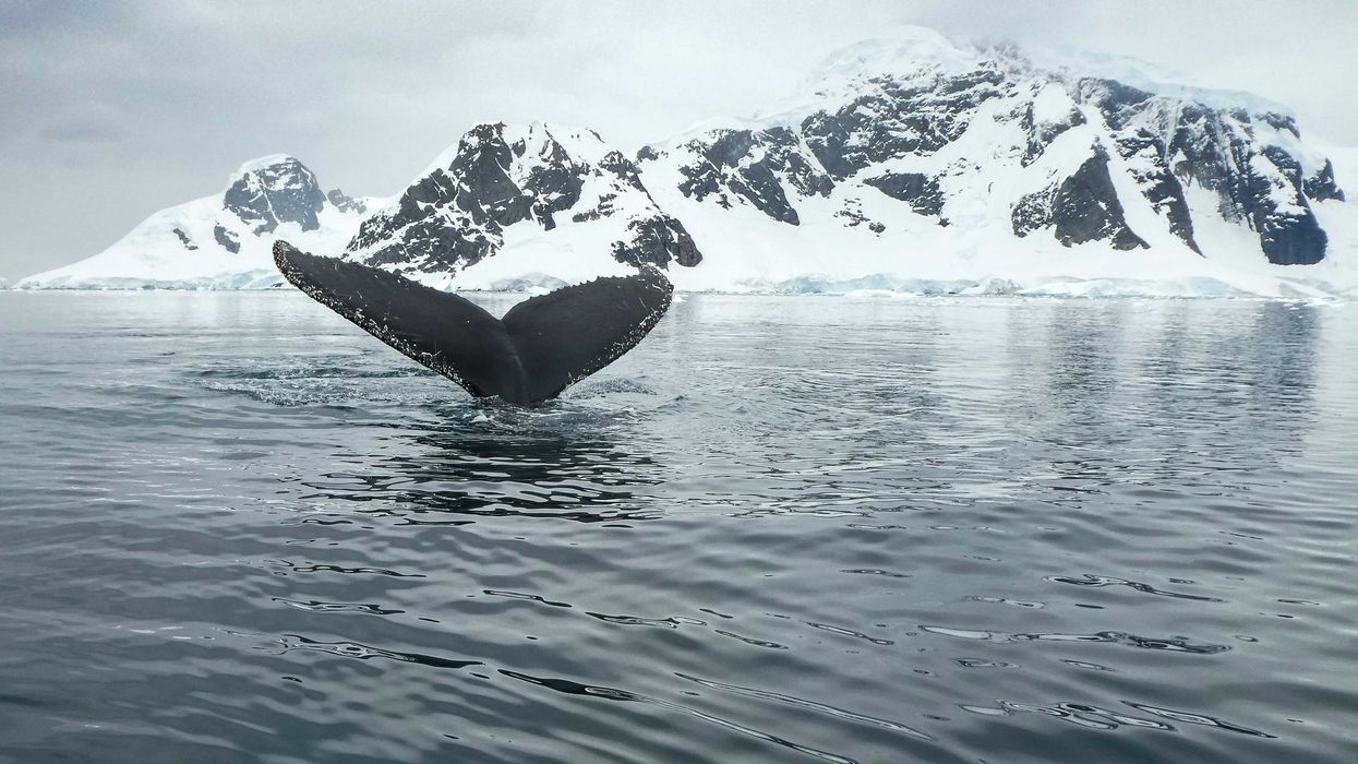 view of whale's tail emerging from a body of water with snowy mountains in background.