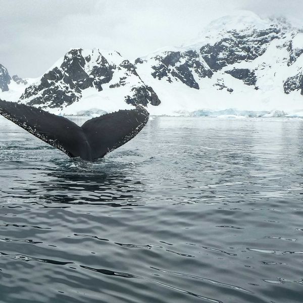 view of whale's tail emerging from a body of water with snowy mountains in background.