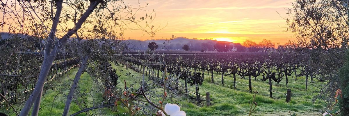 Vineyard at sunset