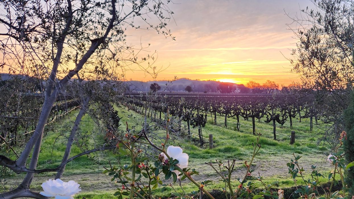 Vineyard at sunset