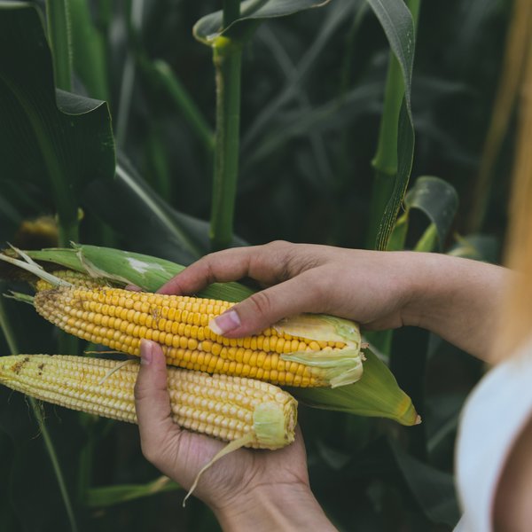 water biodiversity food climate impacts