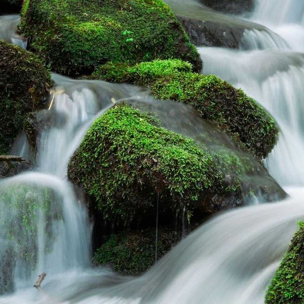 Water flowing over mossy rocks