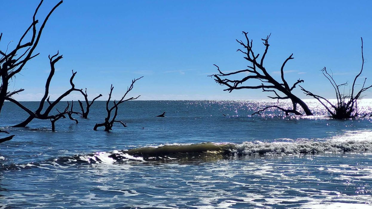 Waves covering dead trees