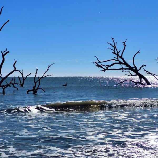 Waves covering dead trees