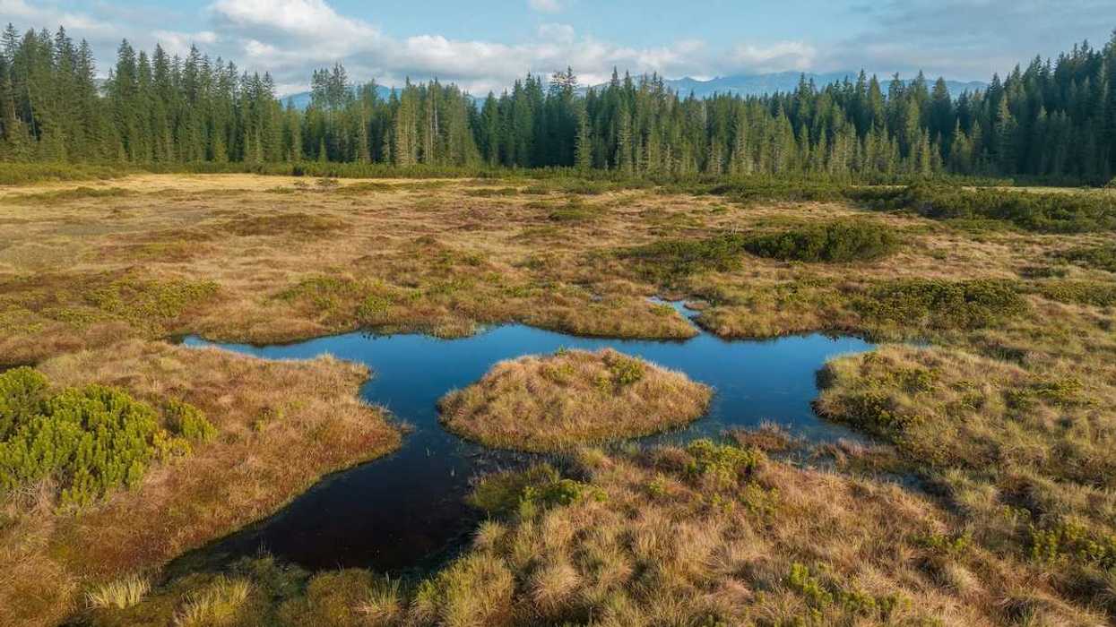Wetland with small seasonal pond in middle and bordered by a coniferous forest