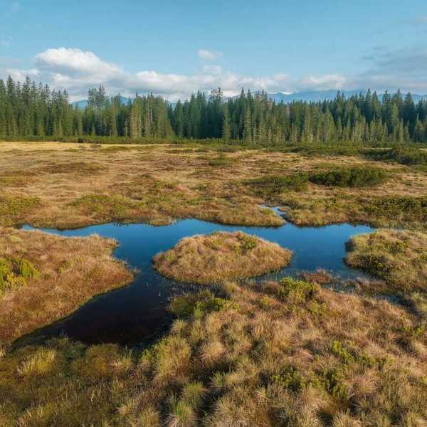 Wetland with small seasonal pond in middle and bordered by a coniferous forest