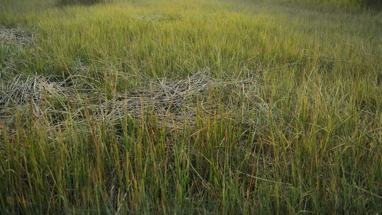 wetland