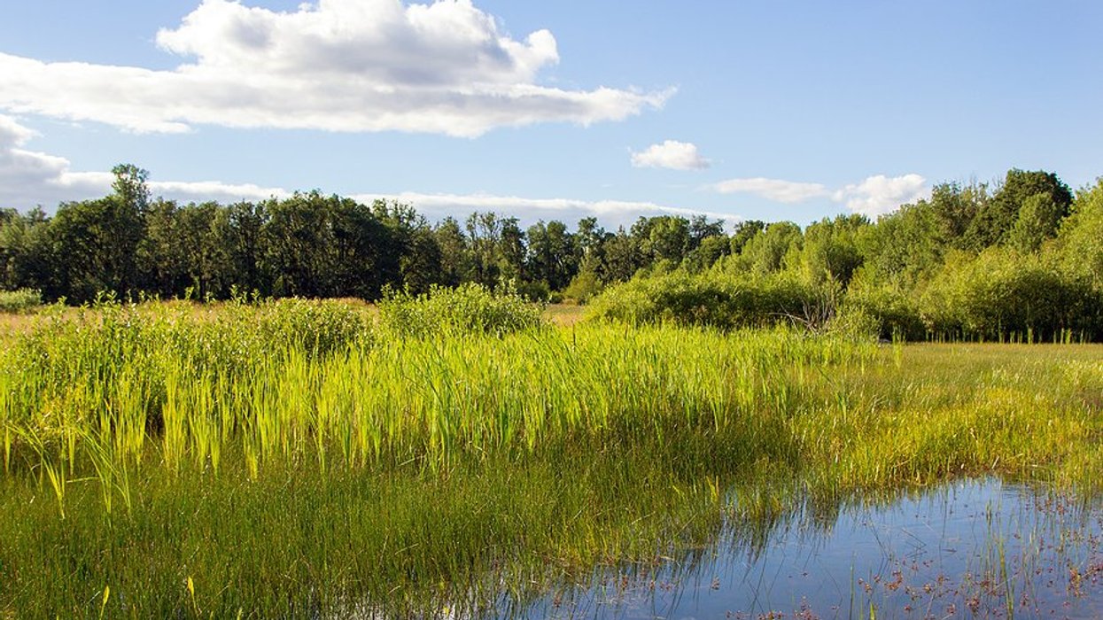 Wetlands with green grass and trees in the background.
