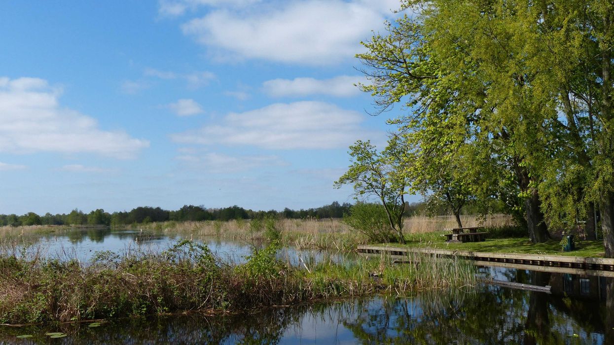 Wetlands with green trees, fields and cloud dotted sky.