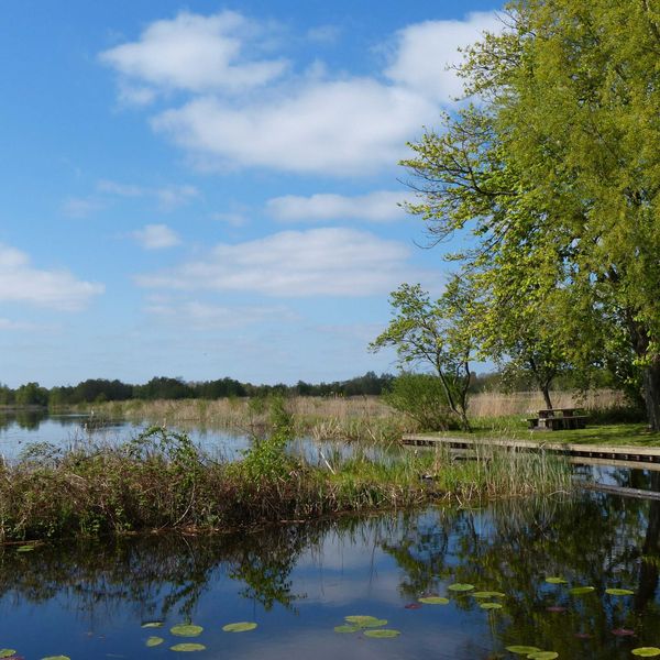 Wetlands with green trees, fields and cloud dotted sky.