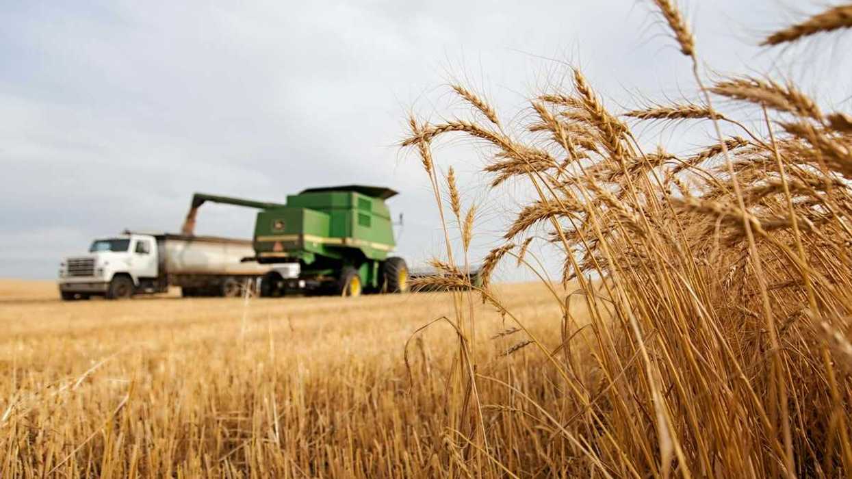 Wheat harvest in process. Wheat combine filling a truck and unharvested wheat in the foreground.