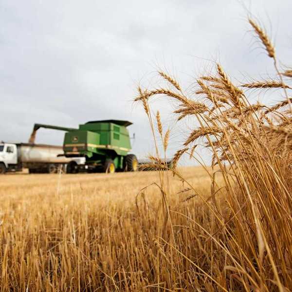 Wheat harvest in process. Wheat combine filling a truck and unharvested wheat in the foreground.
