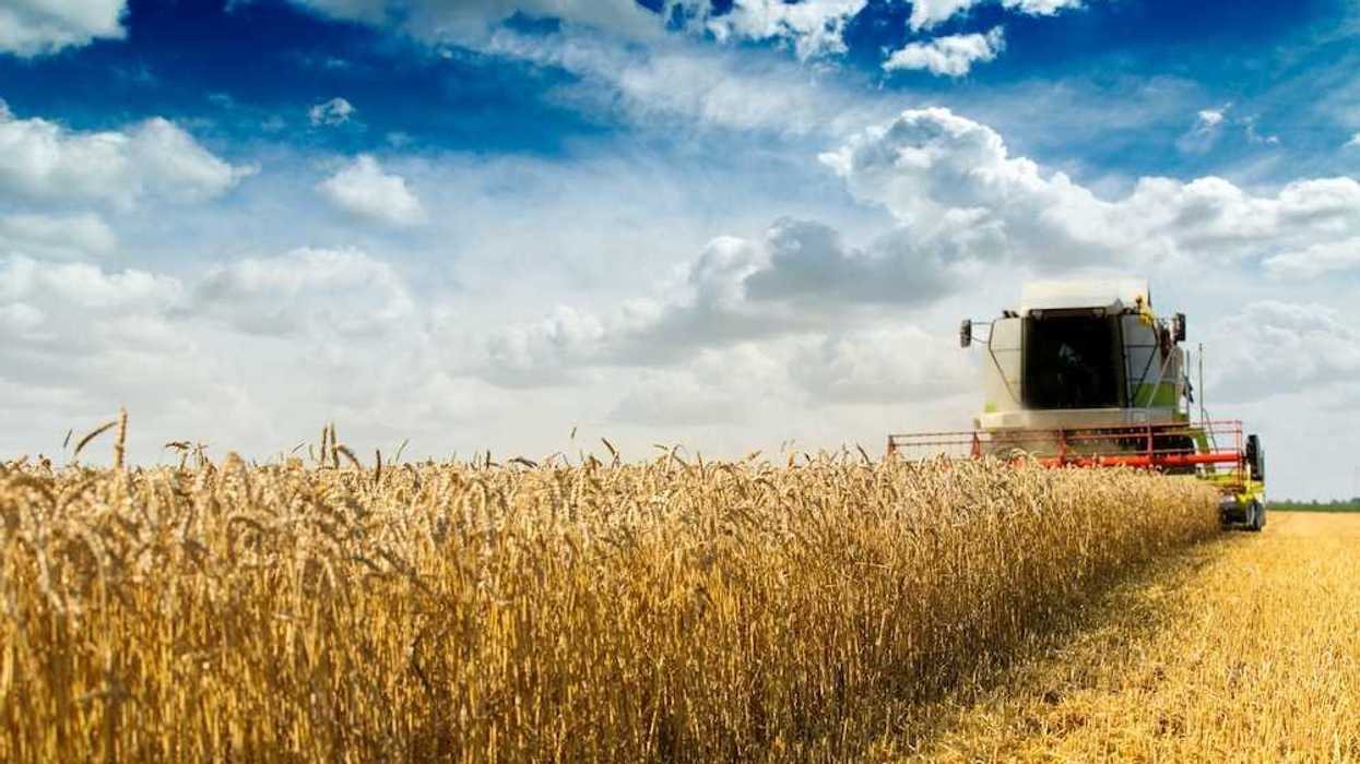 Wheat harvesting with a combine