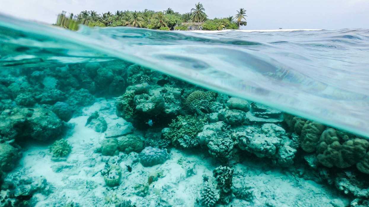 white and green coral reel underwater with view of an island above water in distance.