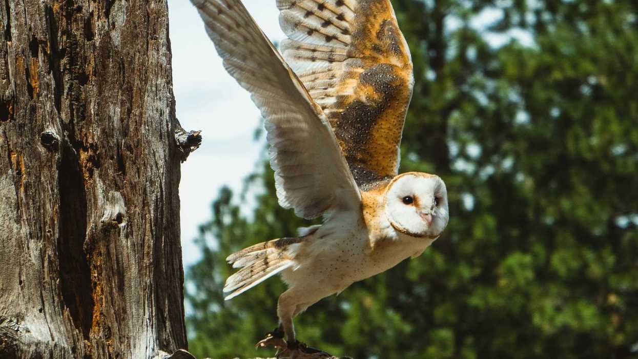 white and yellow owl spread wings on the branch of a tree in the forest.