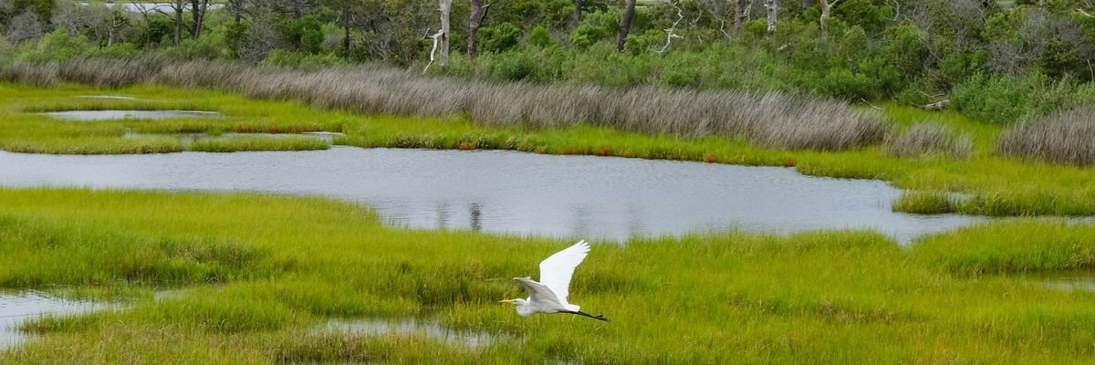 White bird flying over wetlands during the day.