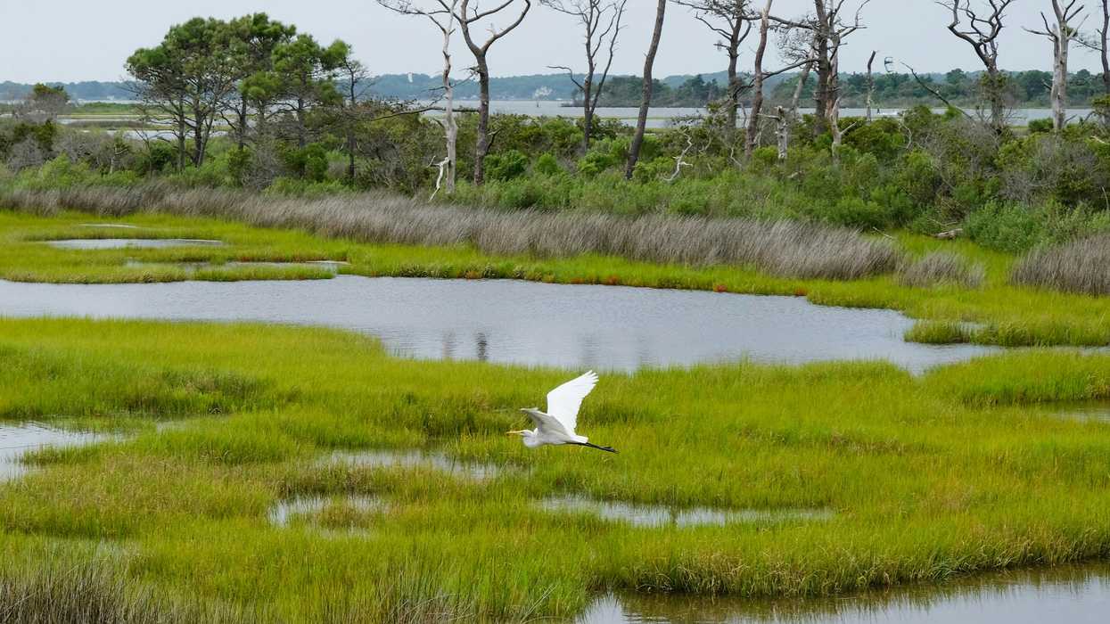 White bird flying over wetlands during the day.
