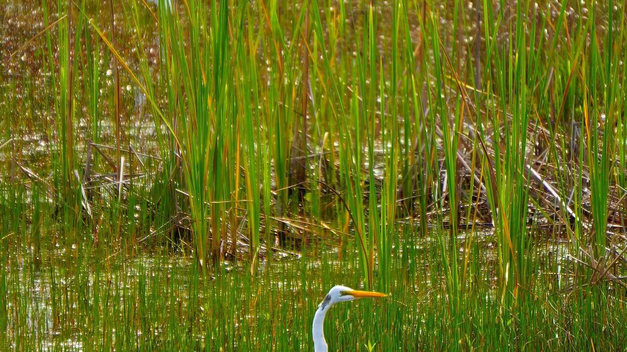 white bird in green wetlands.