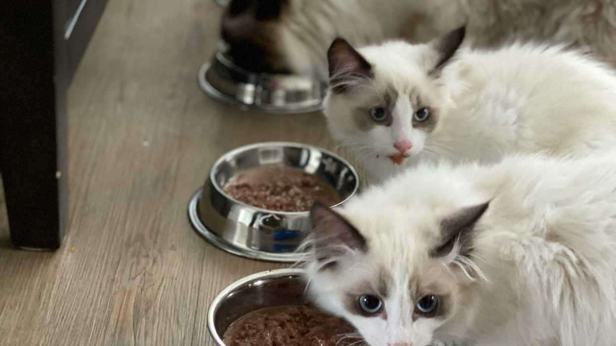 white cats beside their food bowls looking to the side.